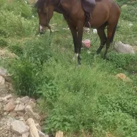 اسب گمشده هرکسی سرنخی داشت مژدگانی خوب داره