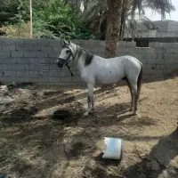 اسب نریان سواری