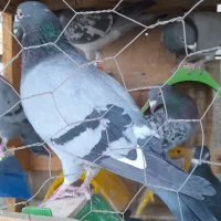 کبوتر سبز پلاکی دورگ شهرستانی