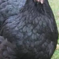 مرغ محلی تخم گزار