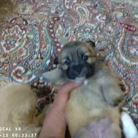 سگ.|سگ|همدان, |دیوار