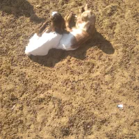 بز زایده|حیوانات مزرعه|رفسنجان, |دیوار