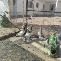 هفت رنگ خطی