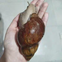 حلزون درمانی