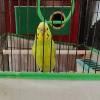 مرغ عشق وقفس|پرنده|میانه, |دیوار