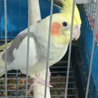 عروس هلندی|پرنده|محمدیه-قزوین, |دیوار