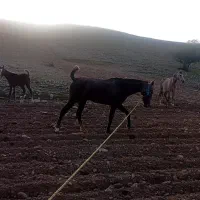 مادیون با کره نریون