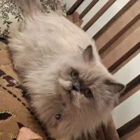 گربه پرشین|گربه|تربتحیدریه, کلاته توکلی|دیوار