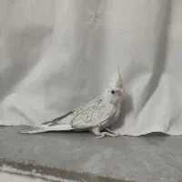 جوجه عروس هلندی