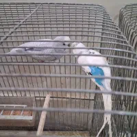 ۷تا مرغ عشق|پرنده|اصفهان, کوی امام|دیوار