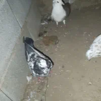 کبوتر دورگ|پرنده|کلاله, |دیوار