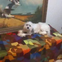 واگذاری سگ آپارتمانی|سگ|تهران, فاطمی|دیوار