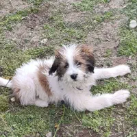 سگ  نژاد شیتزو