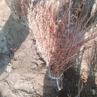 انواع نهال مرکبات و مغزها با ضمانت رشد|خدمات باغبانی و درختکاری|بابلسر, |دیوار