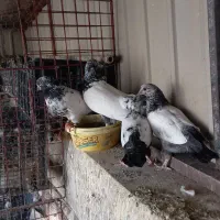 کفتر پرشی|پرنده|قم, هنرستان|دیوار