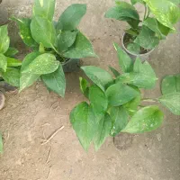 پتوس ابلق نشایی گلدان 10|گل و گیاه طبیعی|بابل, |دیوار