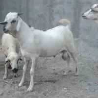 نری سومال با کهره ماده|حیوانات مزرعه|بندرعباس, |دیوار