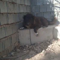 سگ قدر جونی نر|سگ|گندمان, |دیوار