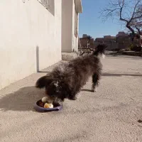 سگ شیتزو|سگ|کرج, کمال‌شهر|دیوار