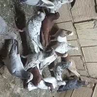 هفترنگ