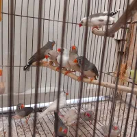 فنچ|پرنده|تهران, ارجمندی راد|دیوار