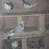 کفتر