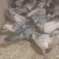 سار و سرور ابلغ|پرنده|گلبهار, شهر جدید گلبهار|دیوار