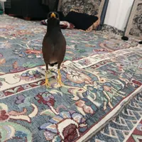 مرغ مینا سخنگو|پرنده|اسلام‌شهر, |دیوار