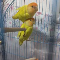 کوتوله اوپال|پرنده|شهرضا, |دیوار