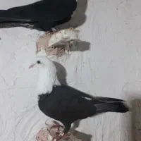 کله سفید و زرد و دم سفید|پرنده|سبزوار, شرق کال میانی|دیوار