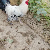 خروس برهما سالم سرحال و جوجه آمریکایی