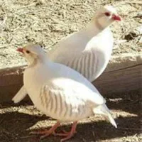 بلدرچین منتیزوما کالیفرنیا روفا آلبینو پرنده زینتی|پرنده|شیراز, دروازه اصفهان|دیوار