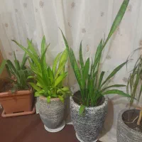 گلهای سرحال وزیبا|گل و گیاه طبیعی|زنجان, |دیوار