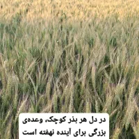 فروش بذرگندم اوکراینی