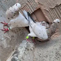 کبوتر|پرنده|سبزوار, هویزه|دیوار