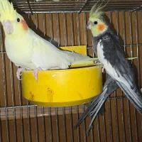 فروش عروس هلندی