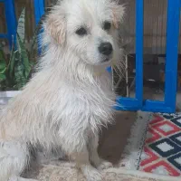 سگ‌پاکوتاه شیتزو