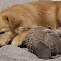 سگ پامر|سگ|مشهد, نوفل لوشاتو|دیوار