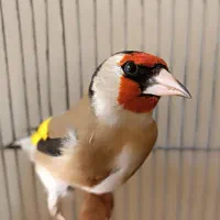 سهره دورگ کلوکسیونی