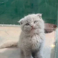 گربه اسکاتیش لیلاک
