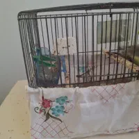 جوجه سهره|پرنده|فرخ‌شهر, |دیوار