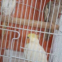 طوطی عروس هلندی|پرنده|آبیک, |دیوار