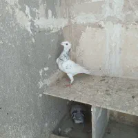 ۲تانر۲تاماده هم‌پرش‌هم‌جفتگاه|پرنده|مشهد, کوشش|دیوار