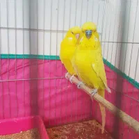 فروش مرغ عشق ،انگلیسی گرید بالا لوتینو،آلبینو،