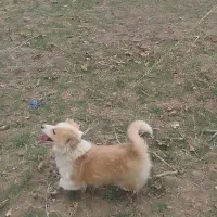 گمشده|حیوانات|ممقان, |دیوار