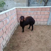 یک راس توقلی ماده بفروش می رسد|حیوانات مزرعه|سیمین شهر, |دیوار