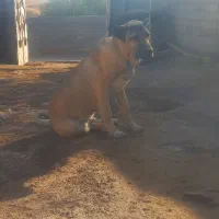 توله سگ سرابی|سگ|کرج, کرج نو|دیوار