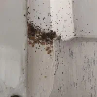 سمپاشی ساس و سوک وسایر جانوران موزی|خدمات نظافت|مشهد, کلاهدوز|دیوار