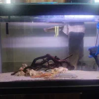 اکواریوم با ماهی|ماهی|شیراز, شاپورجان|دیوار