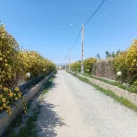 500-متر-باغچه-سند-تک-برگ
